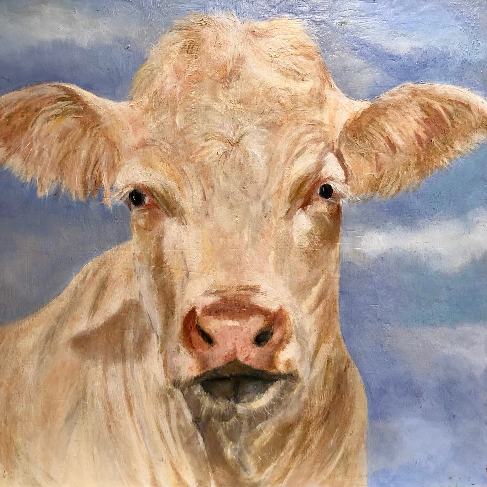 Cattle Portrait — Charolais