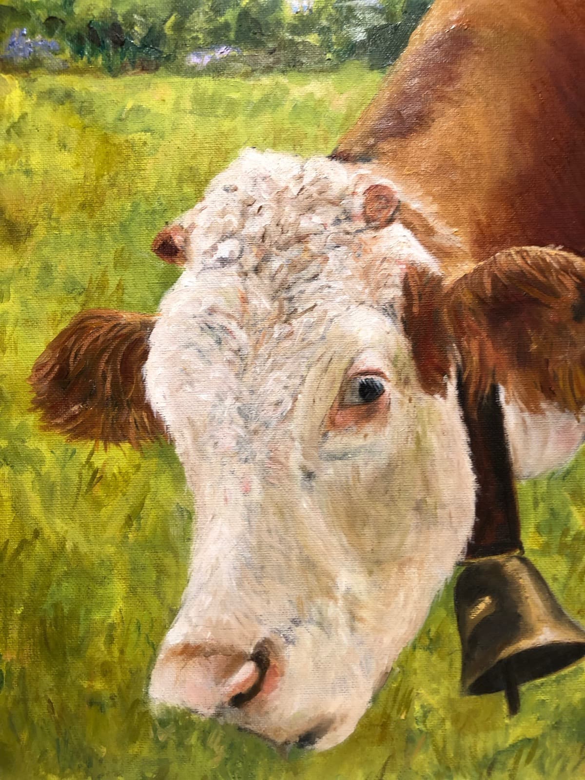 Cattle Portrait — Hereford