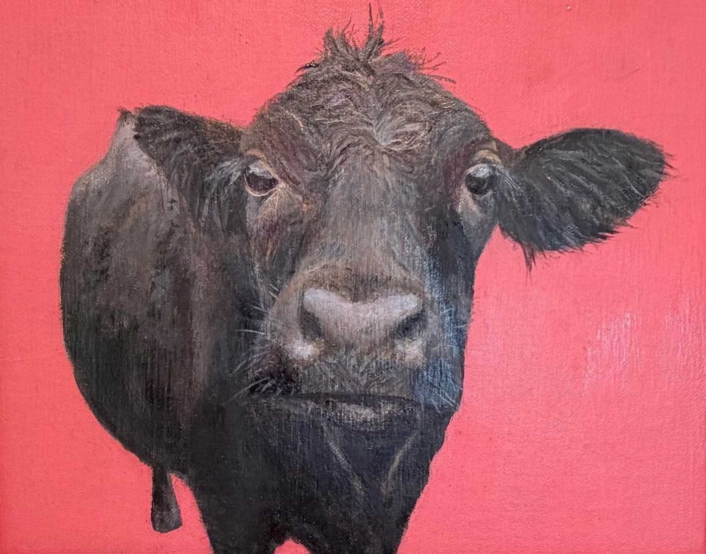 Cattle Portraits — Outside